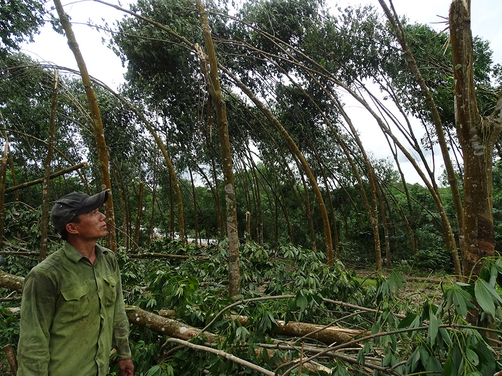 Cao su ở Phong Mỹ (H.Phong Điền, Thừa Thiên-Huế) bị gãy đổ do bão số 5 ẢNH: ĐÌNH TOÀN