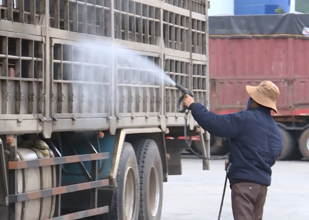 Phun thuốc khử trùng khi xe chở heo qua cửa khẩu quốc tế Lao Bảo
