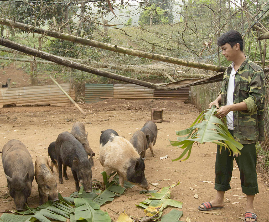  Anh Thăng đang chăm sóc đàn lợn rừng lai tại trang trại ẢNH: BÁ CƯỜNG