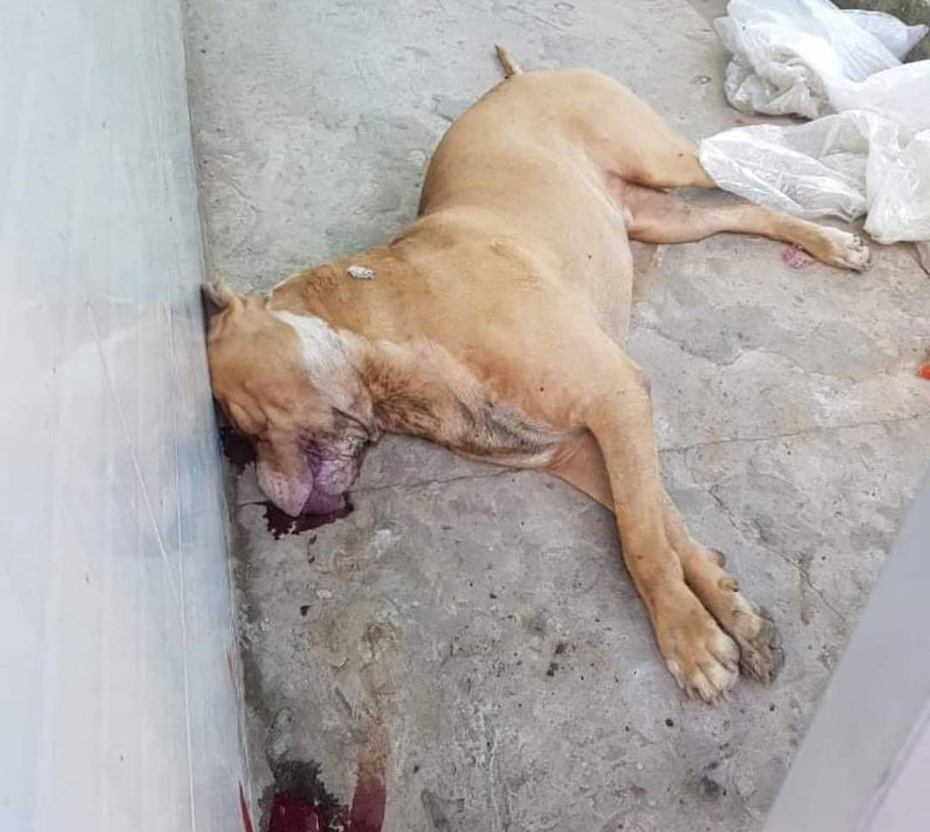 Con chó cắn chết người bị công an bắn hạ ẢNH: CÔNG AN CUNG CẤP