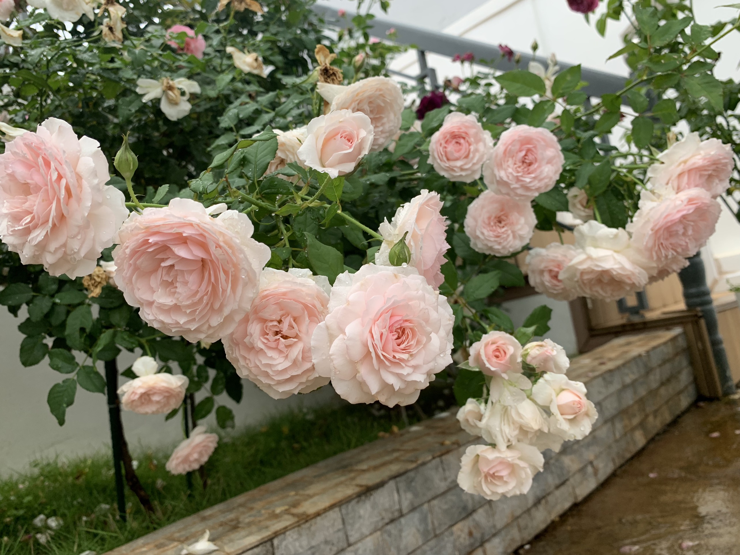 Khu vườn hoa hồng đẹp như cổ tích mà người chồng ngày đêm chăm sóc để tặng  vợ con ở Vũng Tàu