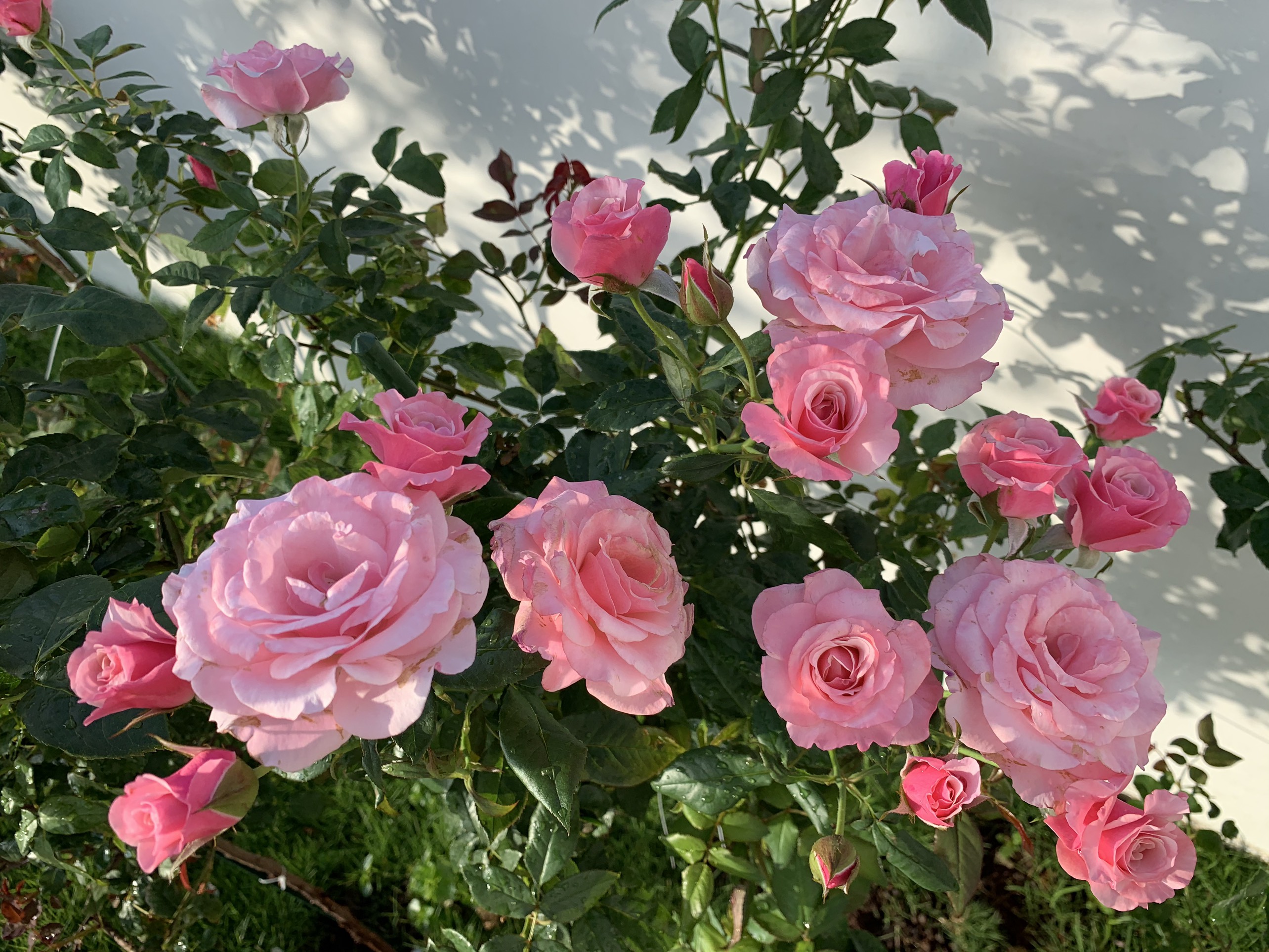 Vườn hồng L'Haÿ les Roses, ngoại ô Paris - Tạp chí văn hóa