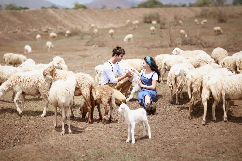 Thỏa thích chụp ảnh cùng những chú cừu xinh xắn - Ảnh: Orange Studio