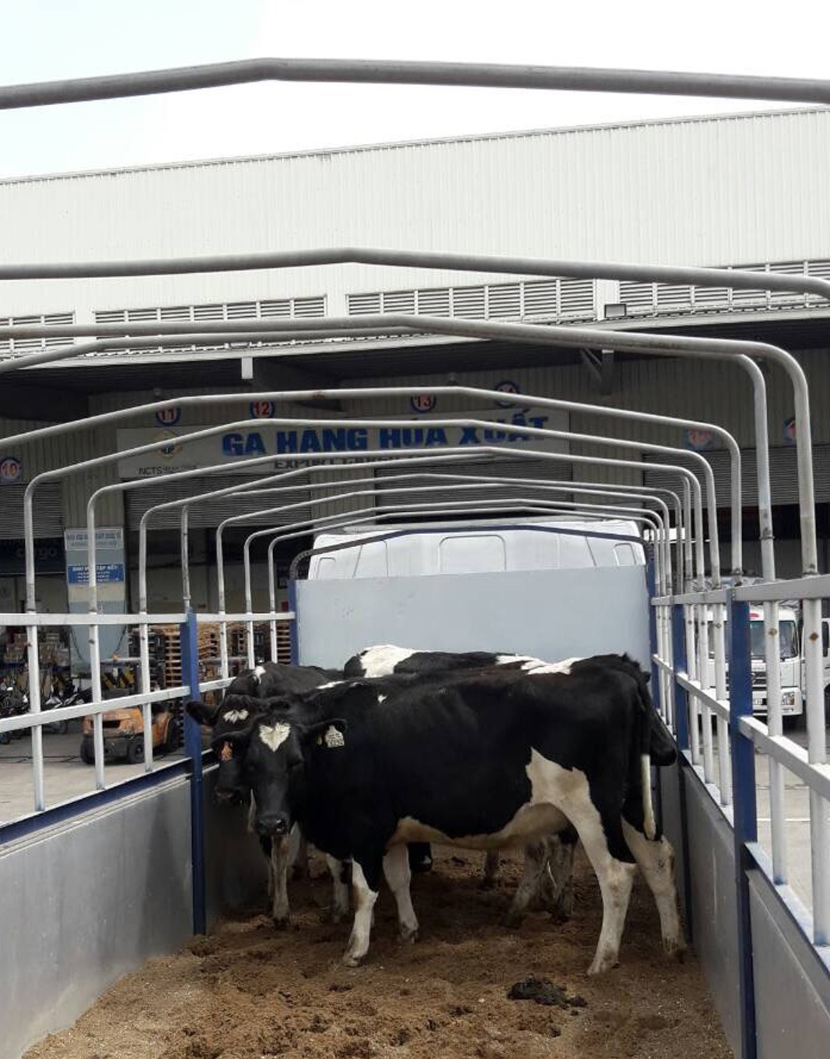 Những cô bò sữa vẫn khỏe mạnh tuy đã đi chặng đường dài vượt từ New Zealand