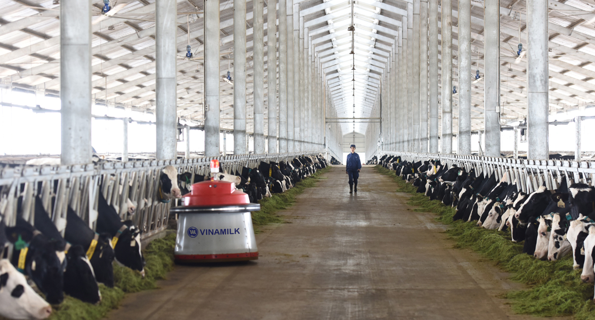 Tổ hợp trang trại công nghệ cao Thống Nhất tại Thanh Hóa vừa khánh thành vào tháng 3.2018 sẽ là nơi chăm sóc và nuôi dưỡng những cô bò A2 thuần chủng