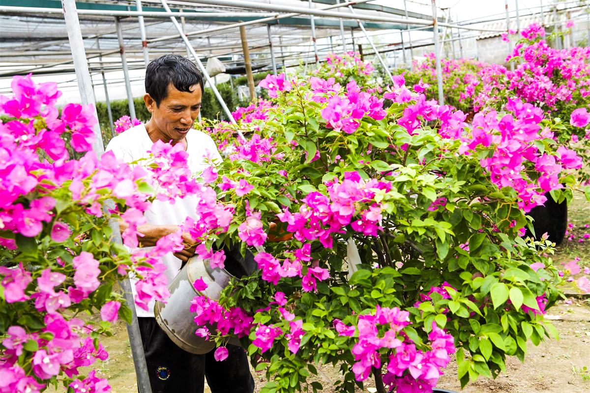 Xuân Quan mở hướng phát triển làng hoa kết hợp du lịch sinh thái, đón làn sóng khách tham quan đến từ khu đô thị Ecopark