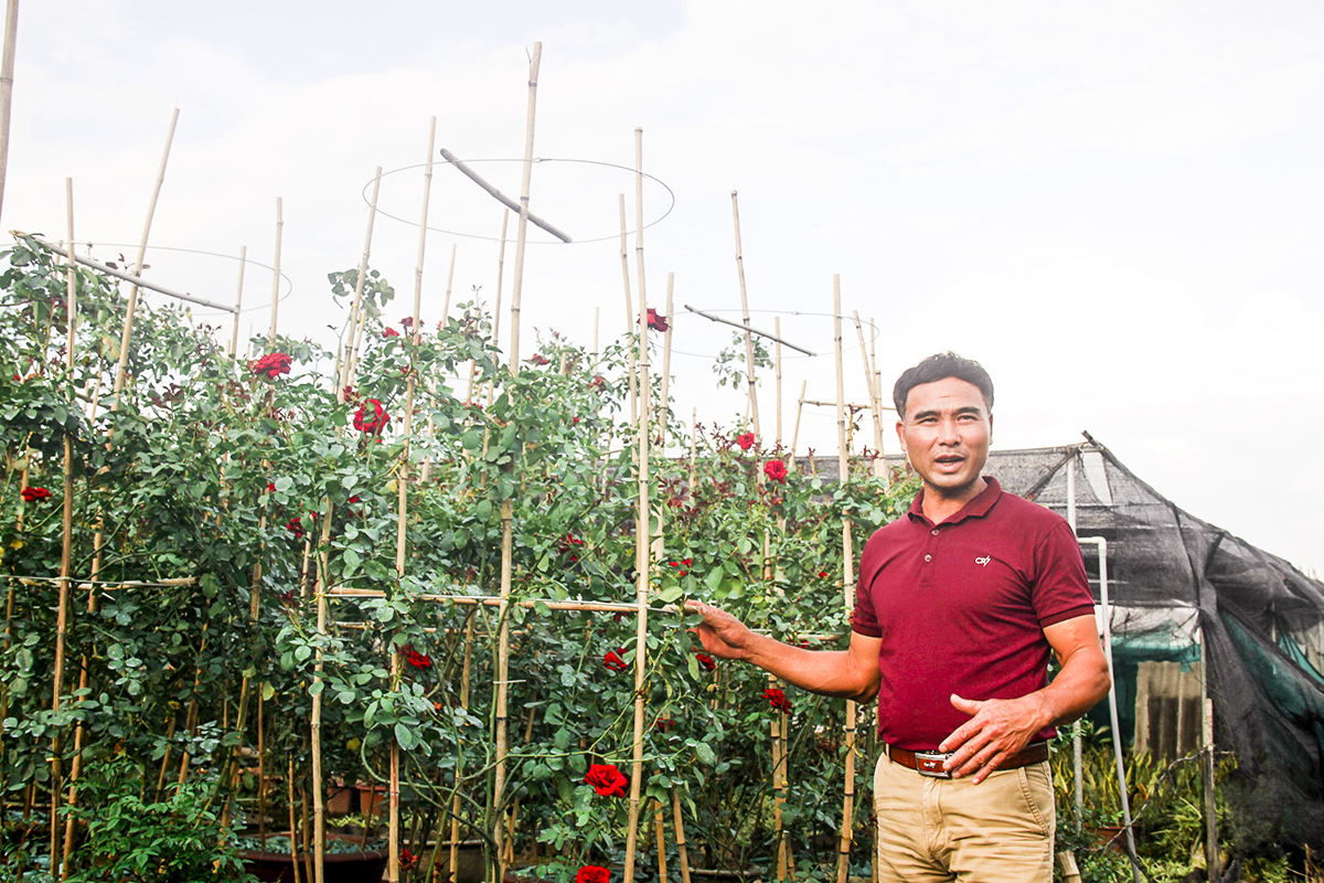 Ông Nguyễn Văn Thơm (45 tuổi, ở thôn 3 xã Xuân Quan) đầu tư trồng hơn 2 mẫu hoa các loại, mỗi năm cho thu lãi gần 3 tỉ đổng