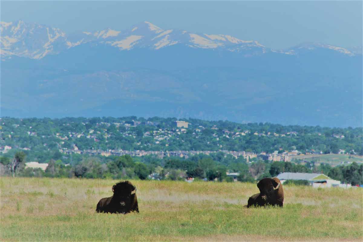 Hai vợ chồng bò rừng đang nằm tắm nắng dưới dãy núi Rocky Mountains 