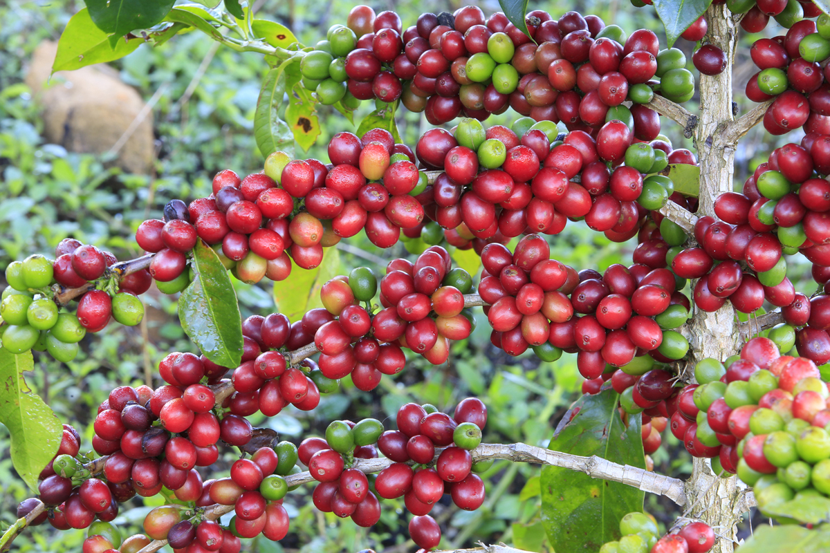 Cà phê arabica ở Đà Lạt có chất lượng hàng đầu thế giới 