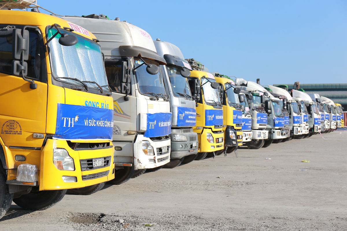 Dàn xe tải hùng hậu được huy động để chở bò sữa sau hành trình từ Mỹ về cảng Cửa Lò (Nghệ An)