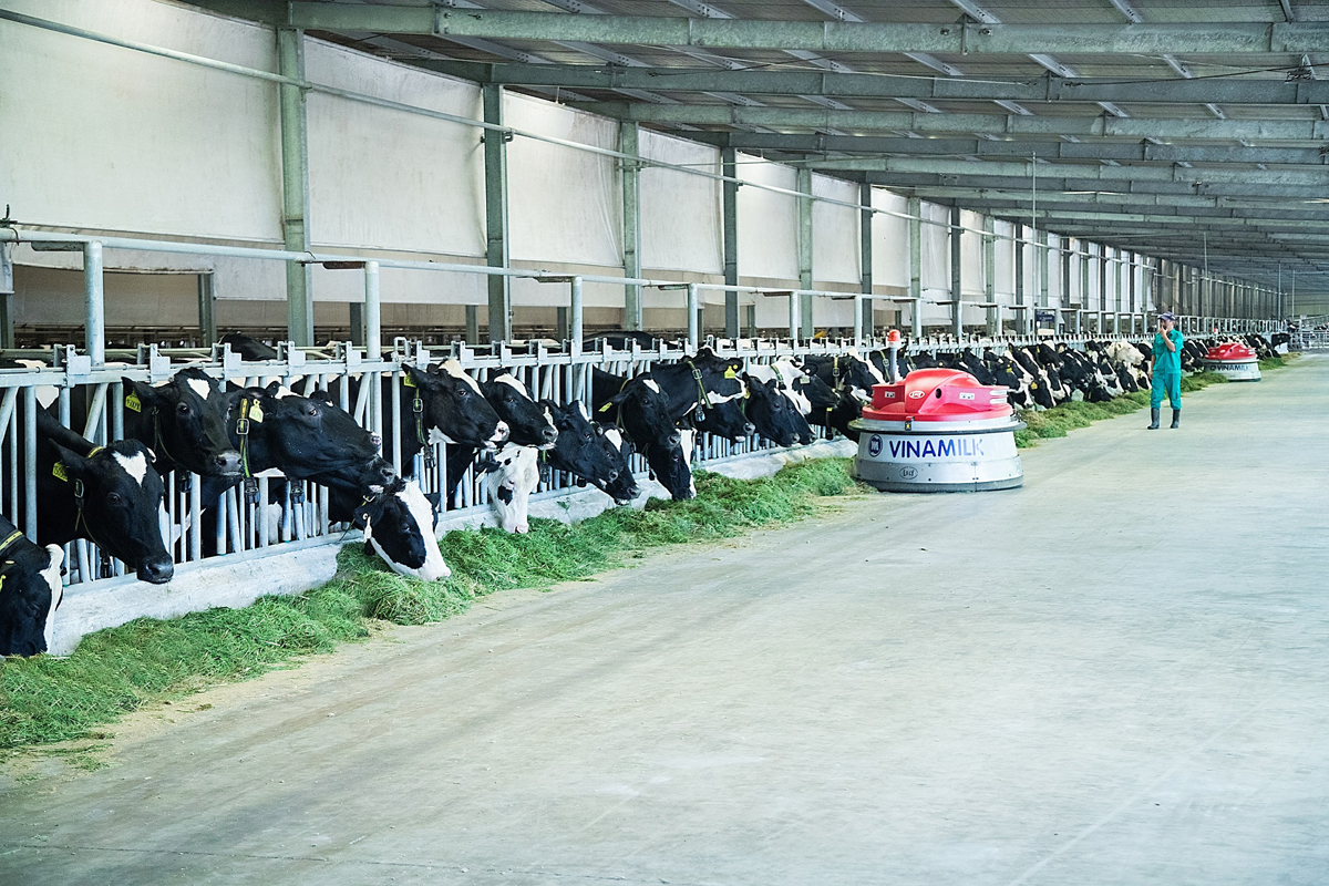 Các Robot Lely Juno giúp vun đẩy thức ăn cho các cô bò tại những khu chuồng nuôi có quy mô lớn (2.000 con/chuồng)