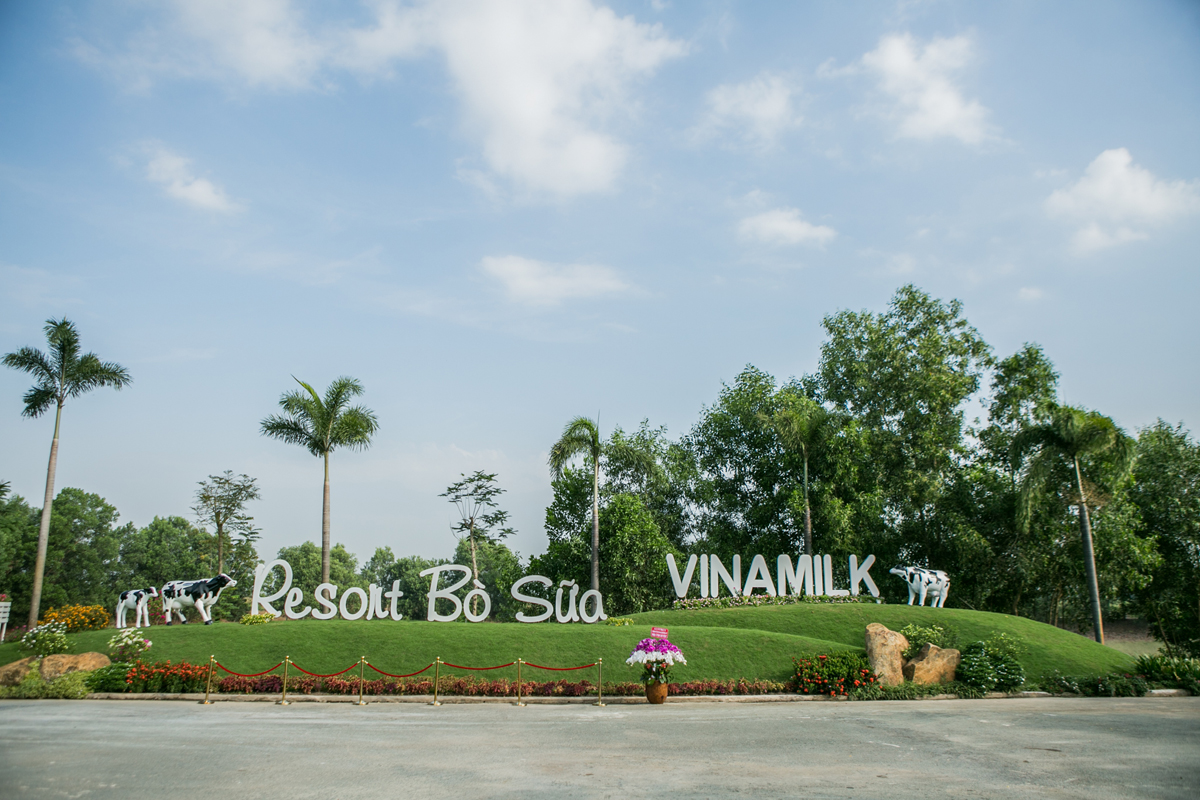 Khung cảnh đậm chất “resort” của Trang trại bò sữa Tây Ninh