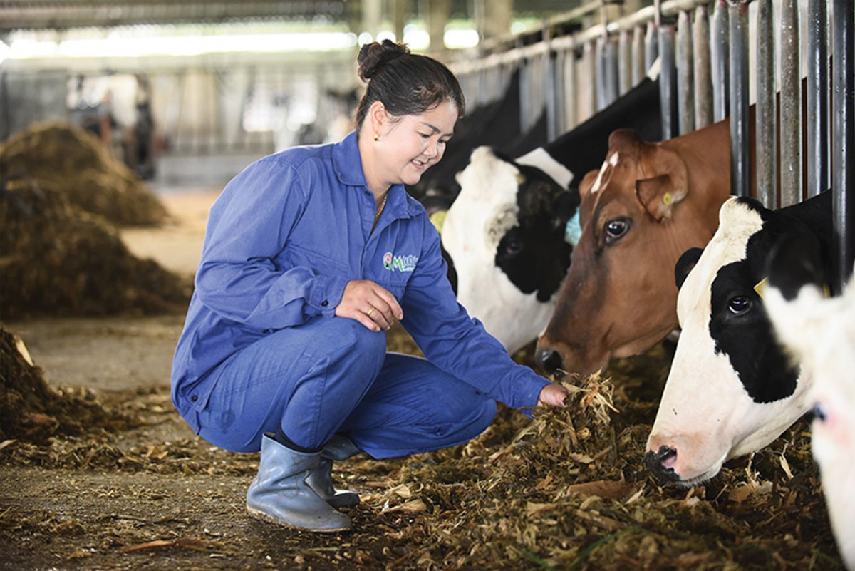 Mộc Châu Milk lựa chọn phát triển theo mô hình nông hộ bền vững, liên kết chặt chẽ với nông dân 