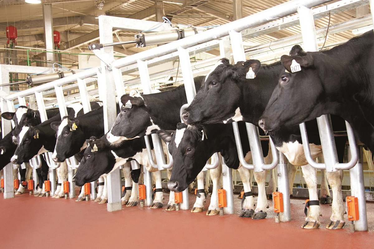 Đàn bò sữa của TH được gắn chip theo dõi sức khỏe