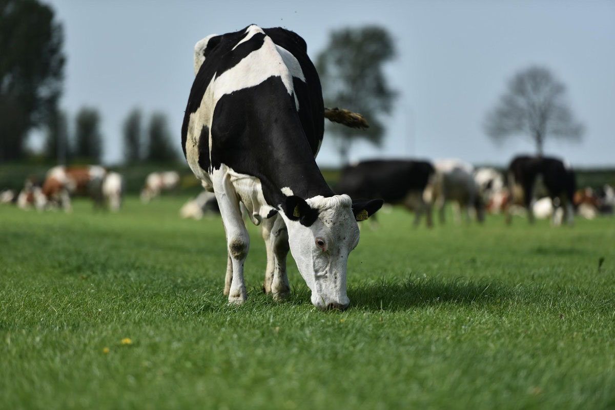 Loại cỏ làm thức ăn cho bò sữa tại FrieslandCampina cũng phải là loại cỏ được chọn lọc, bảo đảm dinh dưỡng và an toàn cho bò
