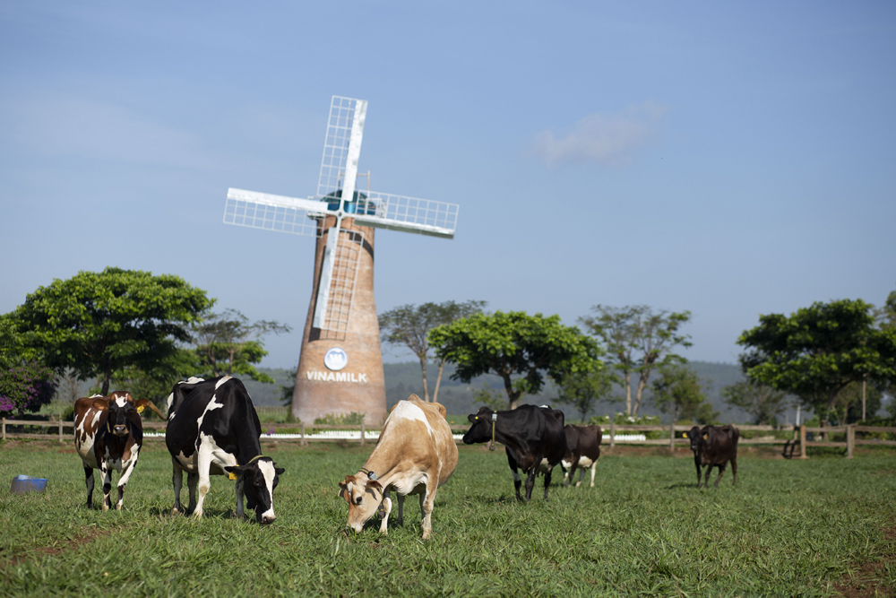 Trang trại bò sữa Organic Đà Lạt đạt chứng nhận Organic châu Âu tại Việt Nam