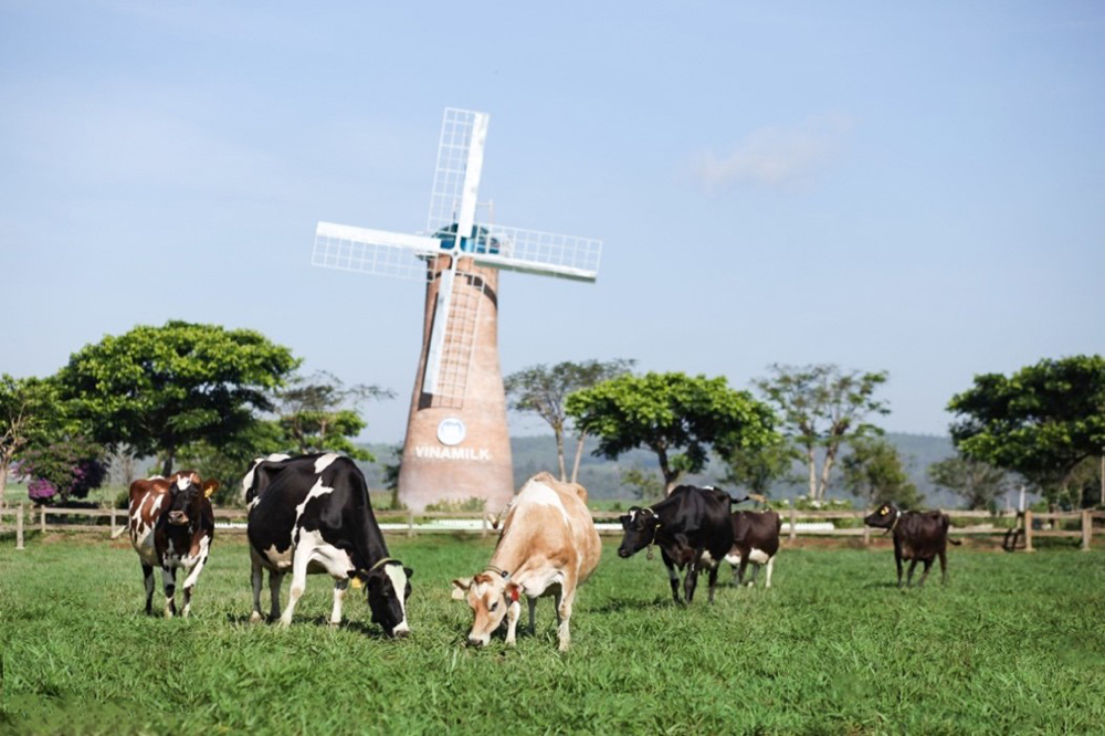 Nguồn thức ăn 100% hữu cơ nuôi dưỡng những cô bò sữa hiền lành