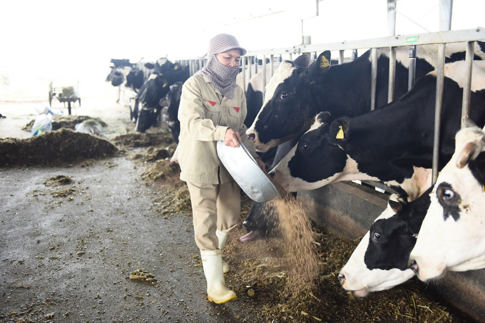 Các hộ nông dân có thể mua cám trừ qua tiền sữa để giảm chi phí