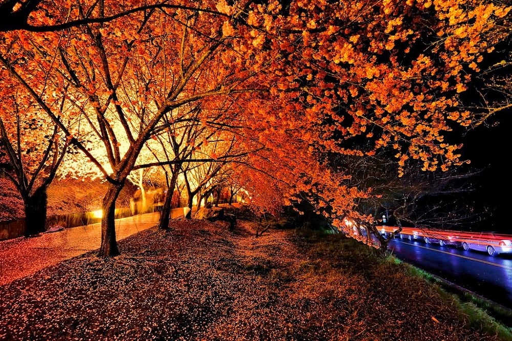 Ngoài ngắm lá vàng, du khách có thể tham gia vào các lễ hội mùa thu tại Đài Bắc
