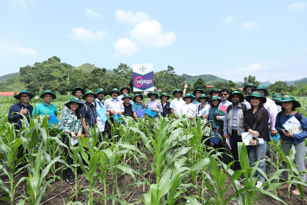 Chuyên gia nông nghiệp các nước châu Á đến Việt Nam tìm hiểu về kinh nghiệm kiểm soát dịch sâu keo mùa thu