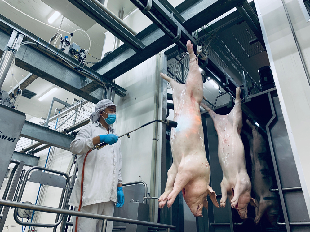 Sau khi giết mổ, thân lợn được làm sạch bằng nhiệt để loại bỏ triệt để lông còn sót lại 