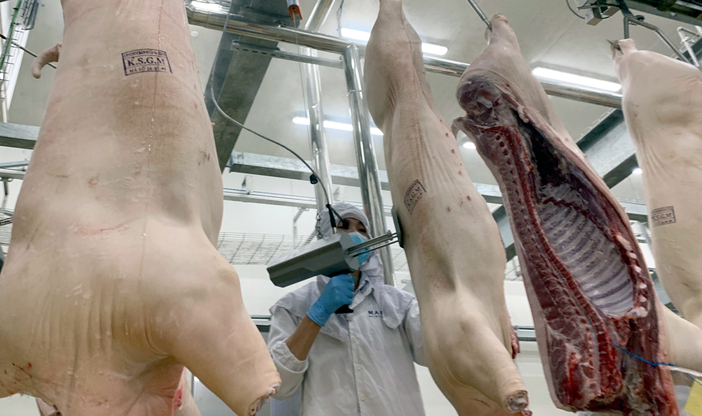 MNS MEAT Hà Nam còn có máy đo đánh giá độ nạc, mỡ của thân thịt để dây chuyền tự động đẩy thân lợn đến các khu vực chế biến các sản phẩm khác nhau