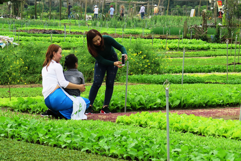 Sông Cổ Cò khai thông sẽ tạo thêm sinh kế cho cộng đồng dân cư ở Quảng Nam, Đà Nẵng. Trong ảnh du khách chụp ảnh tại làng rau Trà Quế - Hội An