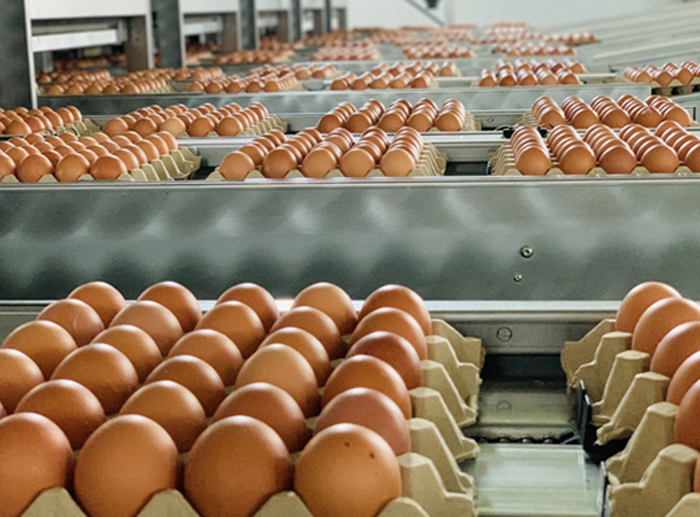 Trứng gà sạch phải được sản xuất theo quy trình khép kín, tự động