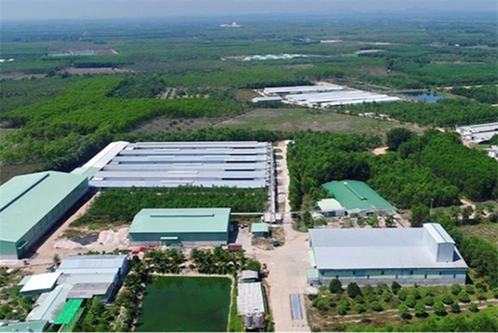 Trang trại sản xuất trứng đạt tiêu chuẩn quốc tế hơn 100 ha của Tafa Việt