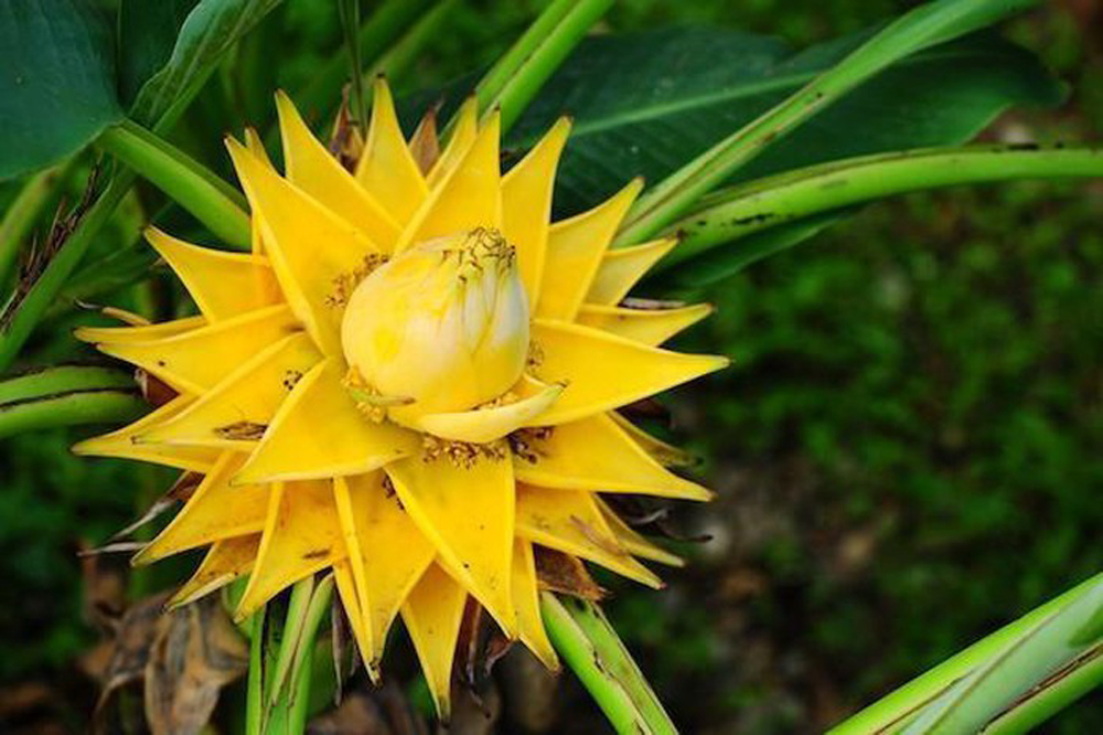 Cây hoa chuối tài lộc có hoa màu vàng kim rực rỡ, hoa nở bền, có ý nghĩa tốt đẹp được xem là loại cây phong thủy thích hợp để chưng Tết Canh Tý 2020 
