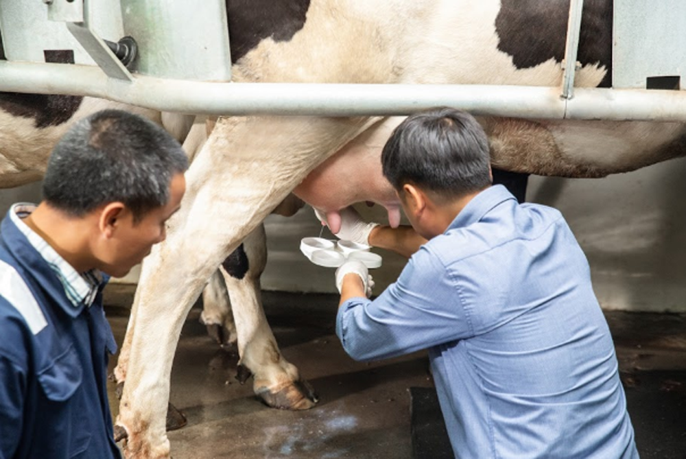 Việc vắt sữa phải tuân thủ 4 “nguyên tắc vàng”: Đảm bảo vệ sinh tuyệt đối và kiểm tra kỹ chất lượng tia sữa đầu; Vắt sữa đúng kỹ thuật; Bảo vệ sức khỏe bầu vú bò; Vệ sinh sạch, khô dụng cụ vắt sữa ngay sau khi vắt