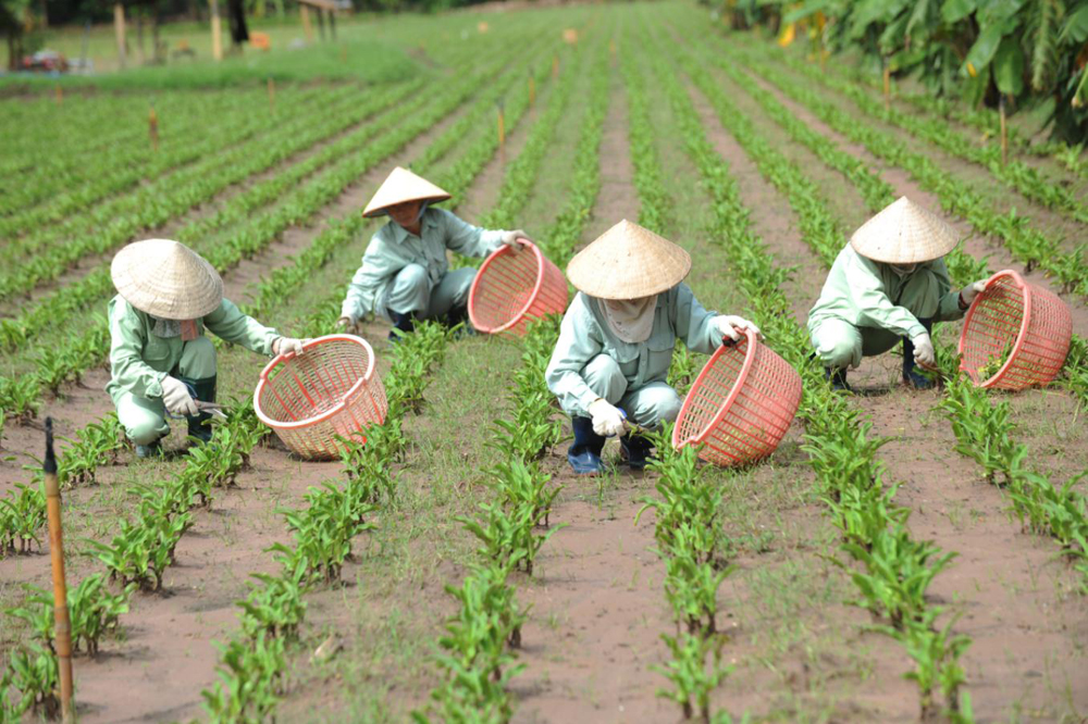 Vùng trồng cây trinh nữ crila đạt chuẩn GACP-WHO tại Long Thành (Đồng Nai)
