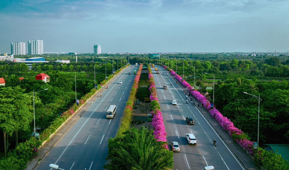 Cầu Bắc Hưng Hải mang trên mình những tán hoa giấy đẹp ngỡ ngàng