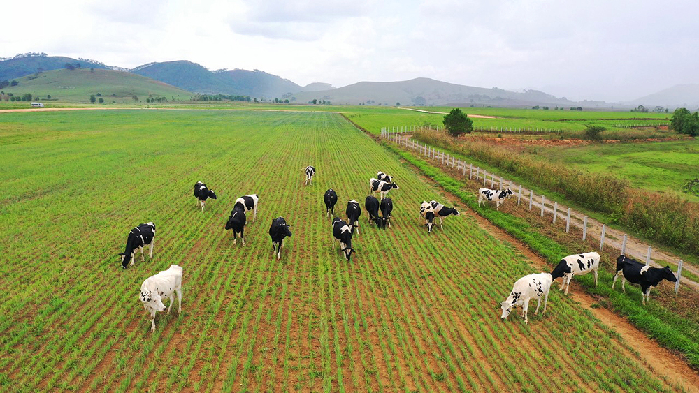 Dự án Tổ hợp trang trại bò sữa được Vinamilk đầu tư tại cao nguyên Xieng Khouang, Lào đã khởi công giai đoạn 1 vào đầu năm 2019