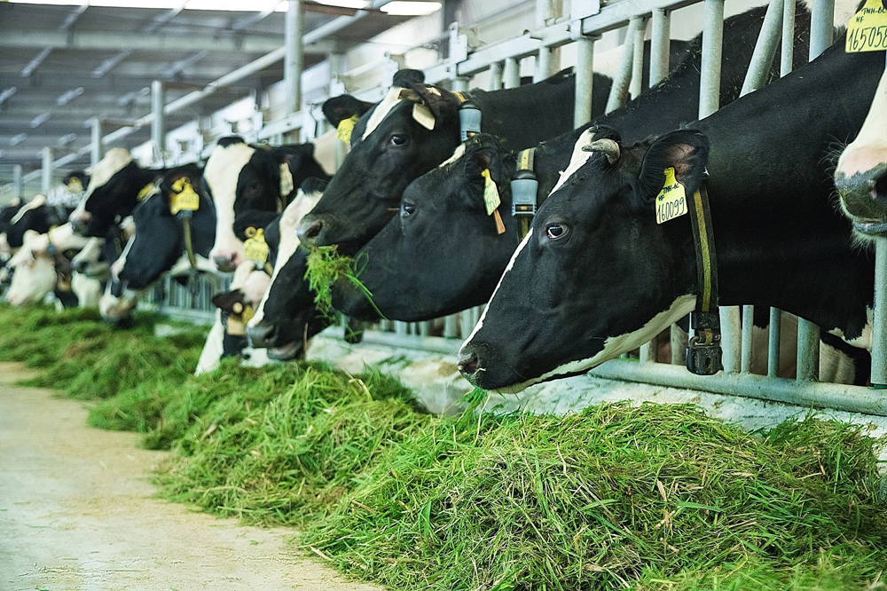 Trang trại bò sữa Vinamilk Tây Ninh ứng dụng cách mạng số 4.0 toàn diện và công nghệ hiện đại của Mỹ, Nhật, châu Âu trong chăn nuôi và quản lý