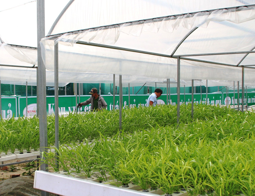 Công nghệ cao và nông nghiệp ứng dụng công nghệ cao Đà Nẵng đang chuẩn bị đón đầu làn sóng mới và dự báo dịch chuyển đầu tư