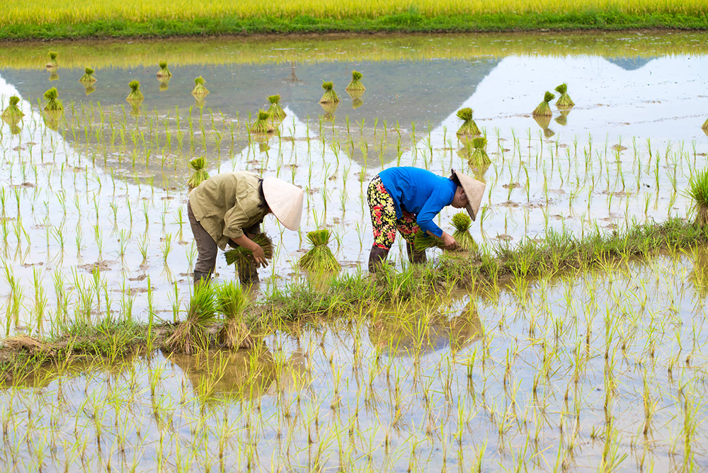 Dự án “Better Farms, Better Lives” của Bayer hỗ trợ nông hộ sản xuất nhỏ ở những quốc gia trọng điểm, trong đó có Việt Nam