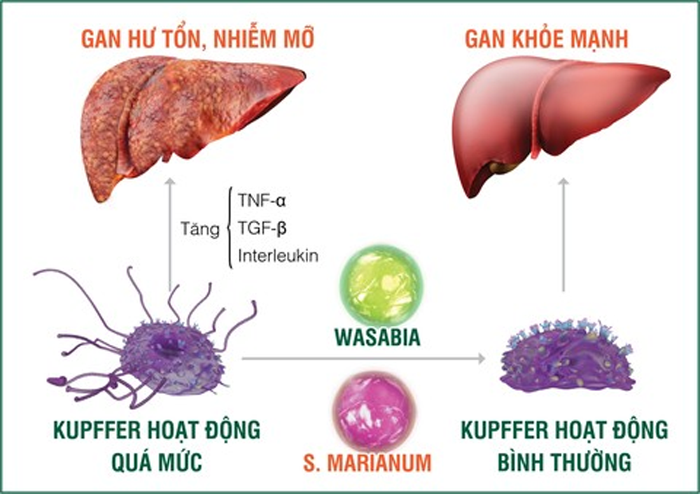 Tinh chất Wasabia và S. Marianum giúp kiểm soát hiệu quả tế bào Kupffer