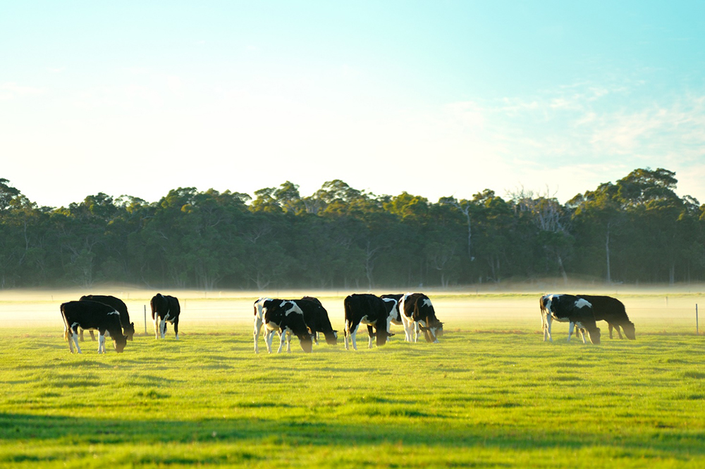Cùng con giống nhưng bò sinh sống tại Úc và New Zealand cho chất lượng nguồn sữa tốt hơn nhờ có môi trường sống trong lành hơn