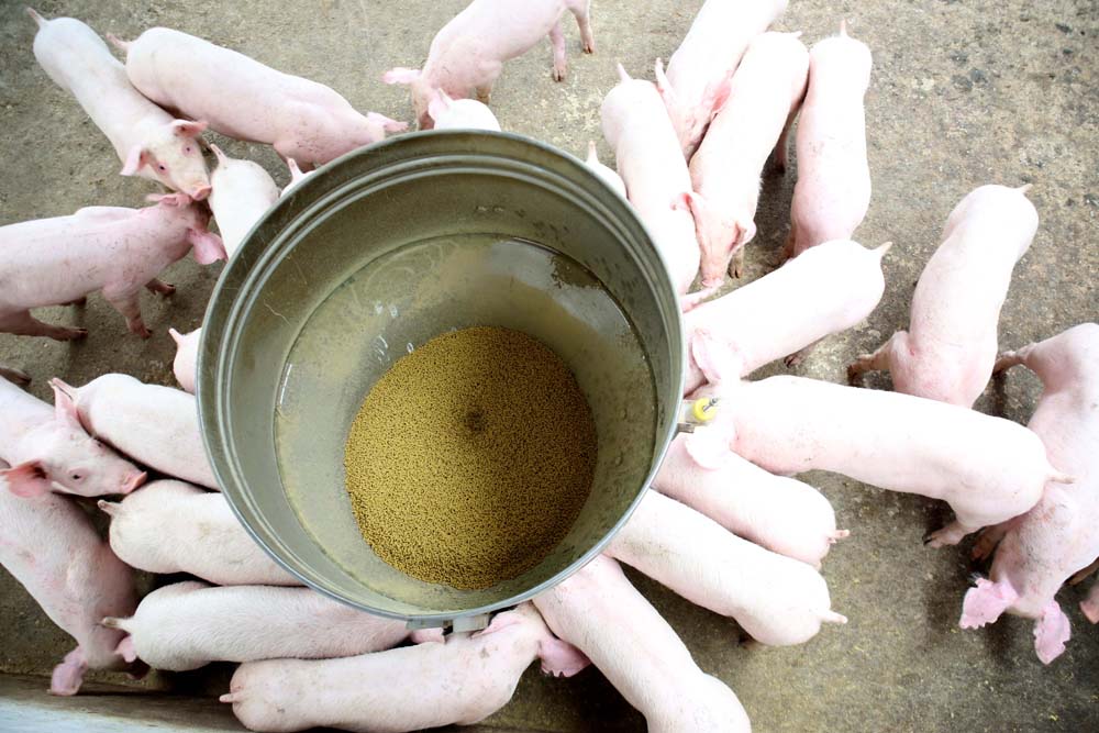 Chỉ tái đàn lợn khi đảm bảo an toàn trước dịch bệnh, trong đó có dịch tả lợn châu Phi