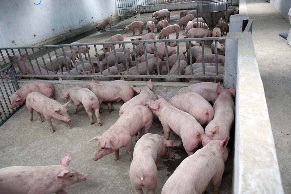 Tăng cường tái đàn để tăng nguồn cung thịt lợn