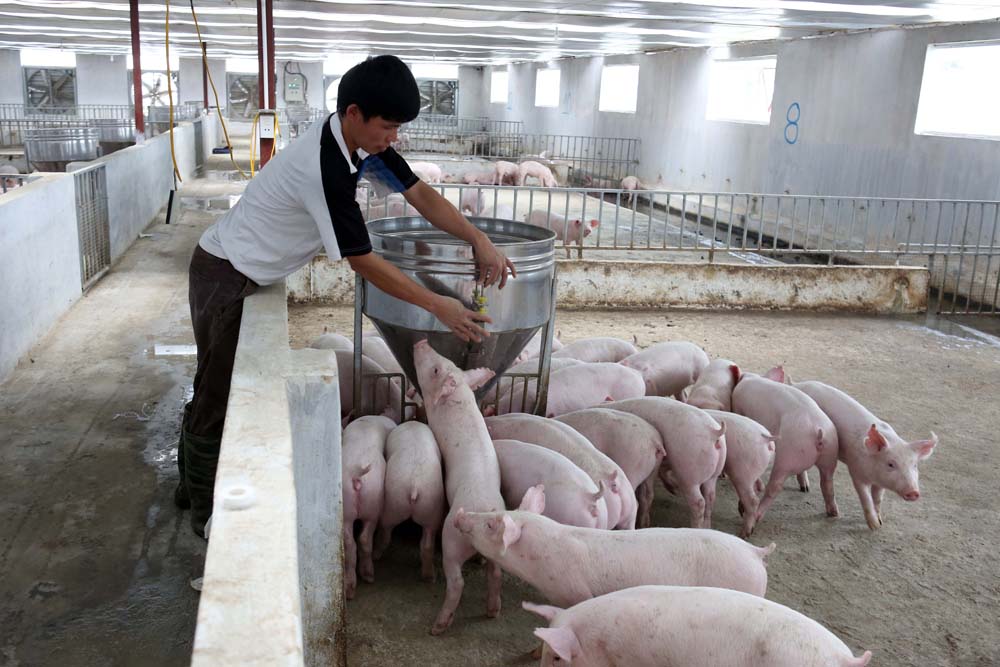 Nhiều mô hình điểm về chăn nuôi lợn an toàn sinh học đã được triển khai đem lại hiệu quả cao - Ảnh: Ngọc Thắng