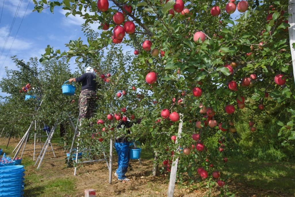 Aomori cung cấp đến 60% sản lượng táo cho cả Nhật Bản