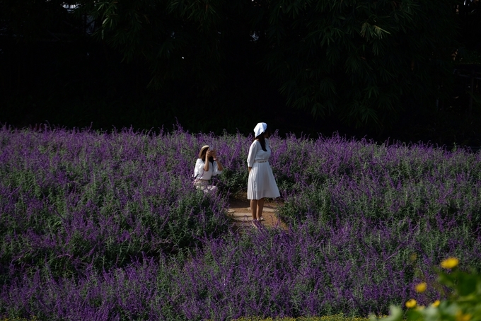 Khách tham quan chụp ảnh tại cánh đồng Lavender của Thung lũng hoa Hồ Tây