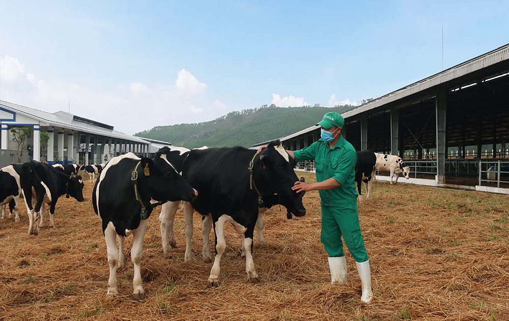 Bò sữa được đi dạo trong khu sân chơi được trải đệm rơm tại Trang trại Vinamilk Quảng Ngãi