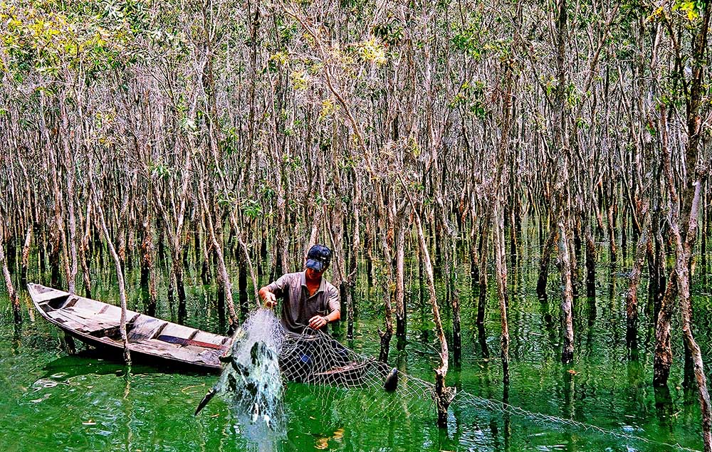Giăng lưới bắt cá dưới chân rừng tràm U Minh