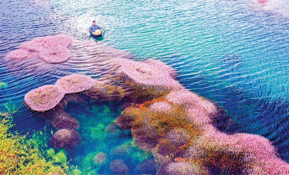 Ven Cụm dân cư Ecolake Village là hồ Tảo Hồng - điểm check-in sinh thái đặc sắc nổi tiếng của Bảo Lộc