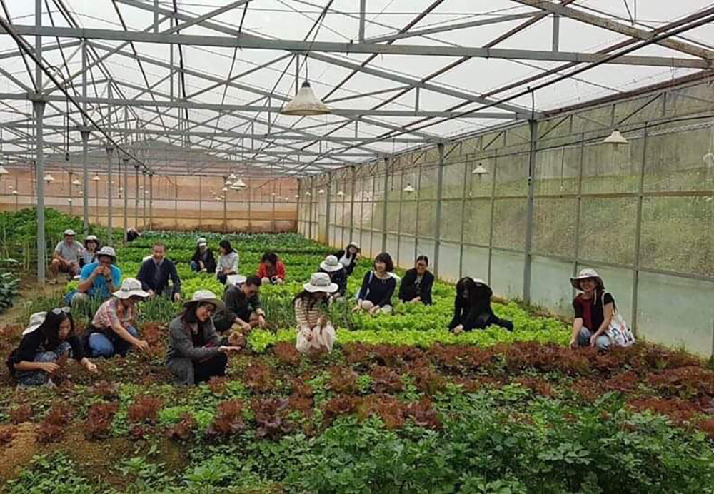 Du khách tham quan, trải nghiệm tại vườn rau canh tác theo hướng hữu cơ ở nông trại của trường