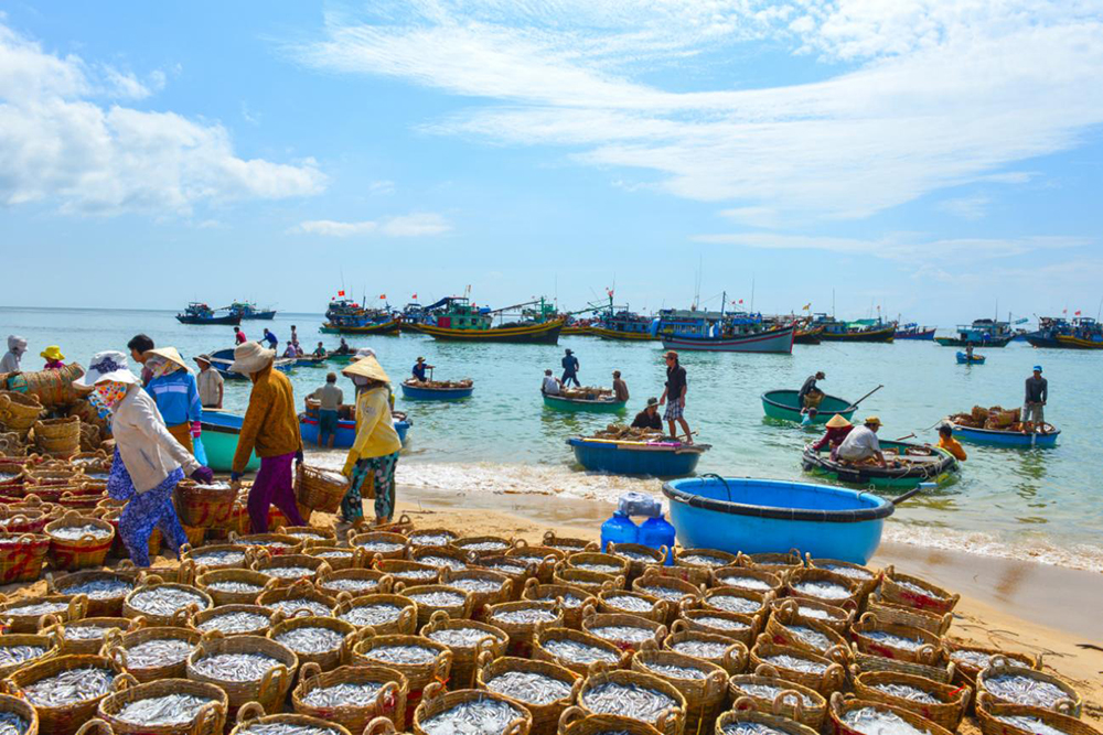 La Gi sở hữu cảng cá lớn nhất tỉnh Bình Thuận 