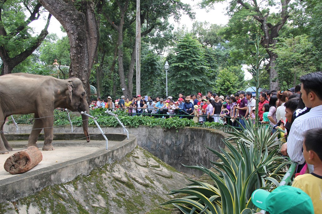 Hàng ngàn trẻ em thích thú chụp hình cùng voi tại Thảo cầm viên - Ảnh 8